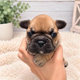 Cuke - Fawn female French Bulldog puppy in Tampa Bay, Florida from Woodpecker Ridge Pups