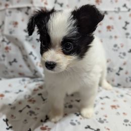 Sweet boy - White and black male Papillon puppy in Joshua, Texas from Summertime Kennels