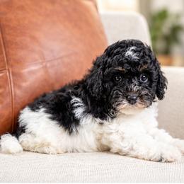 Cider - Tri-color male Bernedoodle puppy in Salt Lake City, Utah from Country Lane Doodles