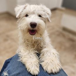 AKC Tiny Tushy My Fair Lady - White female Miniature Schnauzer puppy in Greencastle, Indiana from Tiny Tushy Lodge