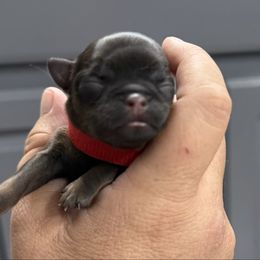 5C Red - Red female Brussels Griffon puppy in Land O' Lakes, Florida from 5C Brussels Griffons