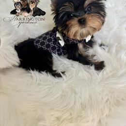 Connor - Blue and gold male Yorkshire Terrier puppy in Bloomingdale, Georgia from Harrington Yorkies