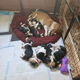 Basset Hound Puppies from Marvel-ous baby basset hounds