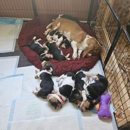 Basset Hound Puppies from Marvel-ous baby basset hounds