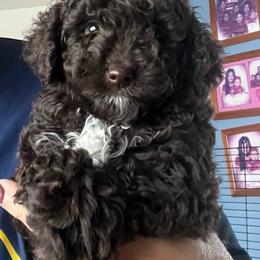 Espresso - Brown male Poodle puppy in Winter Haven, Florida from Herdez’s Poodles