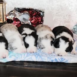 Border Collie Puppies from Lil Maine Border Collies