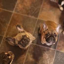 French Bulldog Puppies from 4 Leaf Frenchies