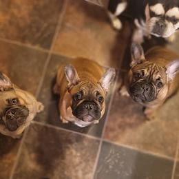 French Bulldog Puppies from 4 Leaf Frenchies