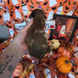 Snickerdoodle - Dapple female Dachshund puppy in Bay Springs, Mississippi from JV'S Little Legends Dashounds