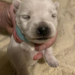Boy 2 - White West Highland White Terrier puppy in Prudenville, Michigan from Randy Ellen West Highland White Terriers of Michigan