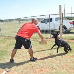 German Shepherd Puppies from Guamany K9 Vomhaus