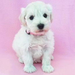 Miniature Schnauzer Puppies from Great Basin Miniature Schnauzers