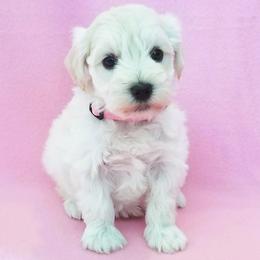 Miniature Schnauzer Puppies from Great Basin Miniature Schnauzers