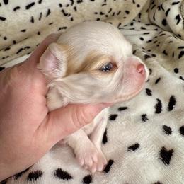 Malibu - Fawn and white male Chihuahua puppy in Canton, Ohio from Elysium Fields Chihuahuas