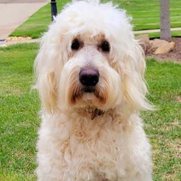 Rosie - Goldendoodle