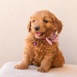 Aussiedoodle and Goldendoodle Puppies from Ever After Doodles Arizona