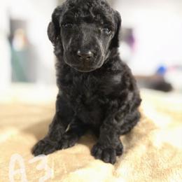 Pink Collar Girl - Apricot female Poodle puppy in Keats, Kansas from Little Apple Standard Poodles