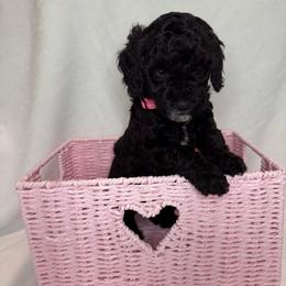 Rose - Parti female Poodle puppy in Longview, Washington from Evergreen Miniature Poodles