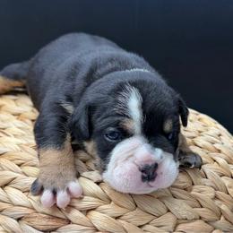 Sabre - Black and white female Olde English Bulldogge puppy in Camdenton, Missouri from Mule Pool Olde English Bulldogges