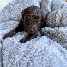 Pluto - Chocolate male Goldendoodle puppy in Taylorsville, Georgia from Sweet Southern Doodles