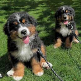 Bernese Mountain Dog, Golden Mountain Dog, and Golden Retriever Puppies from Grateful Bernese & Gage's Goldens