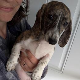 4 Tillie - Brindle female Dachshund puppy in Central Point, Oregon from MRS Long Dog Ranch