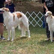Borzoi All Grown Up from Cherry Hill Borzois
