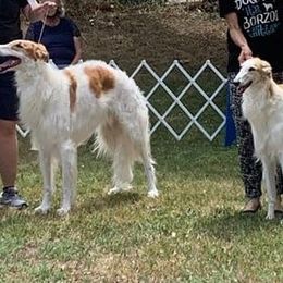 Borzoi All Grown Up from Cherry Hill Borzois