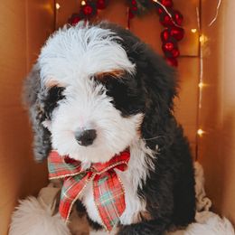 Flint - Tri-color male Bernedoodle puppy in Wellsville, Utah from Stay Golden Doodles