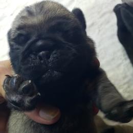 Boy 2 - Fawn male Pug puppy in Gadsden, Alabama from Carla's Pugs