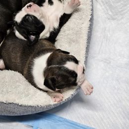 Boston Terrier and Doberman Pinscher Puppies from Diamonds In The Ruff Boston Terriers & Dobermans