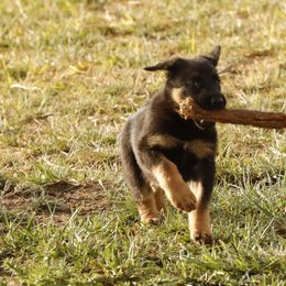 German Shepherd Puppies from Vom Haus Denfors K9