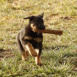 German Shepherd Puppies from Vom Haus Denfors K9