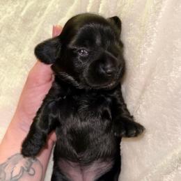 Franny - Black female Dachshund puppy in Westport, Kentucky from Lonestar Creek Farm