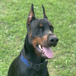 Desoto - Doberman Pinscher