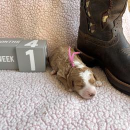 Ferrini - Red  female Goldendoodle puppy in Chino Valley, Arizona from Bass Creek Doodles