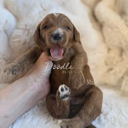 Finn - Red  male Goldendoodle puppy in Gilbert, Arizona from Doodle Bliss