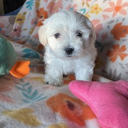 Megellan - White Coton de Tulear puppy in Rubicon, Wisconsin from Darryl's Cotons de Tulear