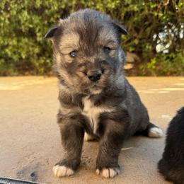 Green - Sable and white male Siberian Husky puppy in Virginia Beach, Virginia from Fly Siberian
