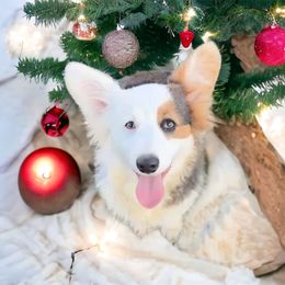 American Corgi and Pembroke Welsh Corgi Puppies from Beebe’s Corgis