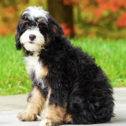 Trouble (socialization program grad) - Tri-color male Bernedoodle puppy in Dundee, Ohio from Down Home Doodle