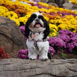 Briar - Shih Tzu