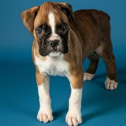 Zipper - Fawn male Boxer puppy in Mountain Home, Idaho from LJK Boxers & Toy Aussies