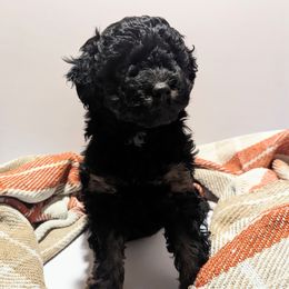 Aussiedoodle Puppies from Appleblossom Aussiedoodles