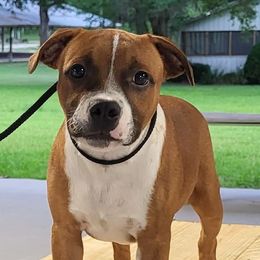 Staffordshire Bull Terriers from Brendale Staffies