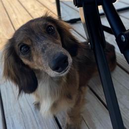 Ollie - Dachshund