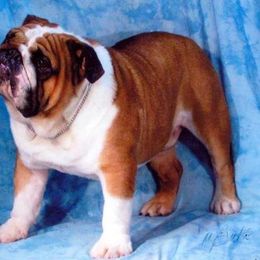 Marvin - Bulldog