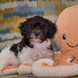 Havana Silk Dog Puppies from Treasure Isle Silks