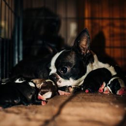 Boston Terrier puppies from Olive & Co. Boston Terriers