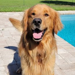 Beau - Golden Retriever